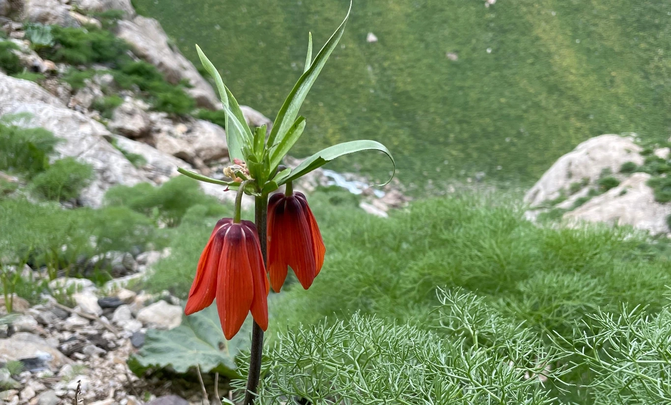 TERS LALE HAKKARİ- ÇUKURCA TURU - Fotoğraf 2