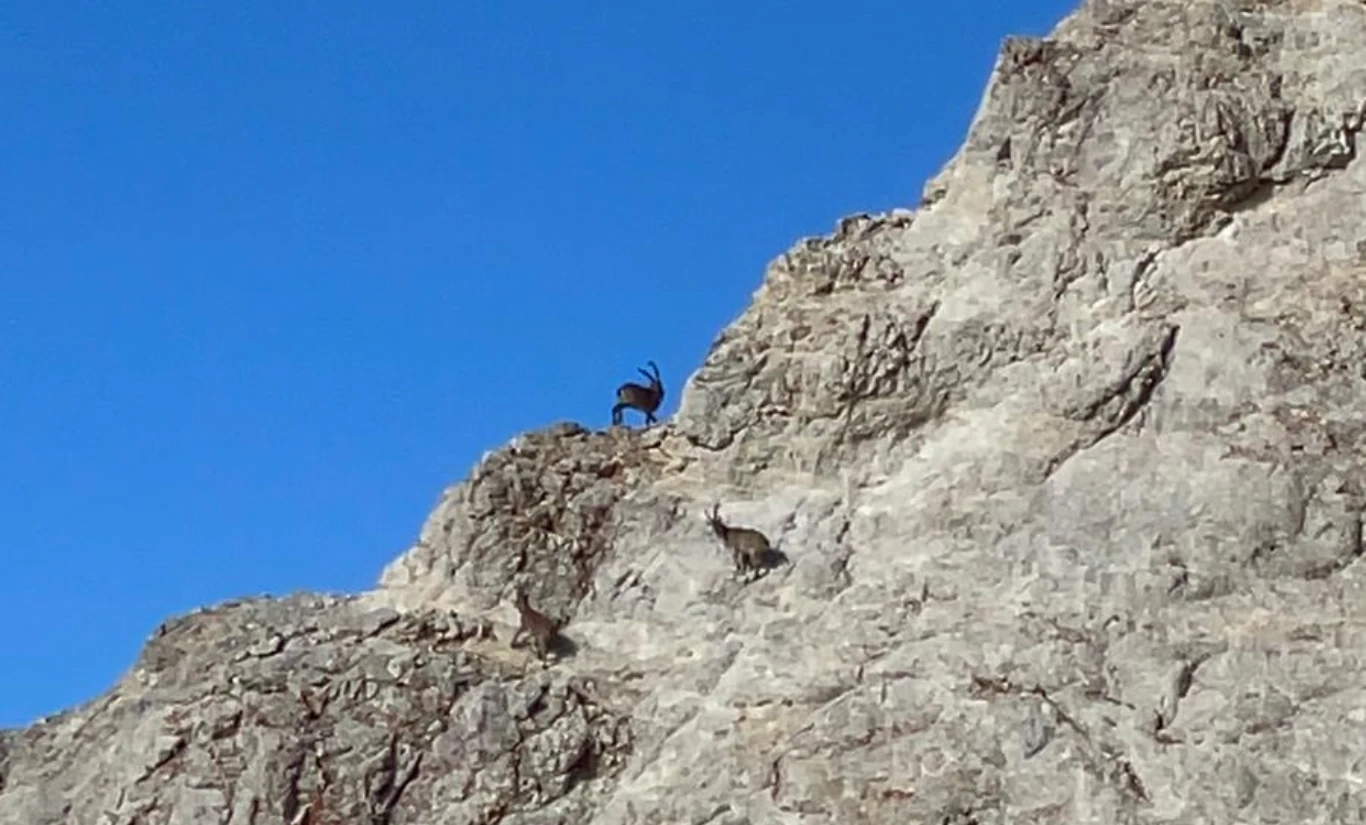 CİLO DAĞLARI REŞKO ZİRVE TIRMANIŞI 4137m Türkçe - Fotoğraf 7