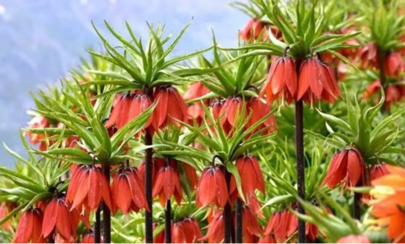 TERS LALE HAKKARİ- ÇUKURCA TURU - Fotoğraf 1