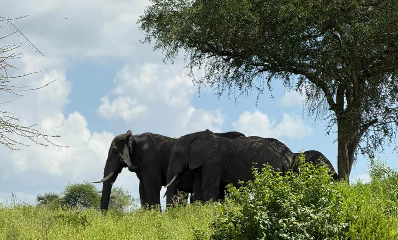 KİLİMANJARO DAĞI TIRMANIŞI, JEEP SAFARİ, ZANZİBAR ADASI - Fotoğraf 8