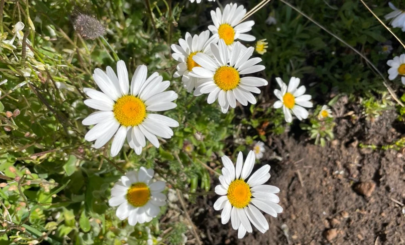 AĞRI & SÜPHAN DAĞLARI: İKİ VOLKAN İKİ ZİRVE - Fotoğraf 11