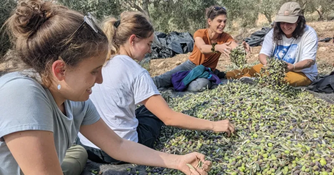 GANOSLAR ZEYTİN ROTASI  - Fotoğraf 2