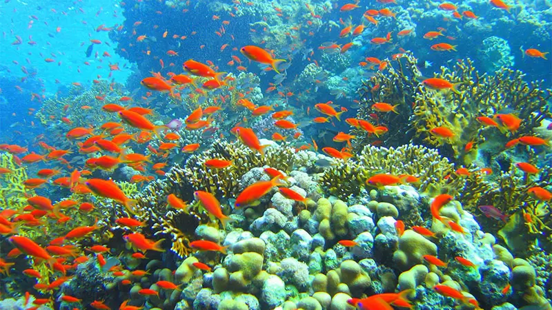 KLASİK UZAK DOĞU TURU Türk Hava Yolları ile 8 gece - Fotoğraf 35