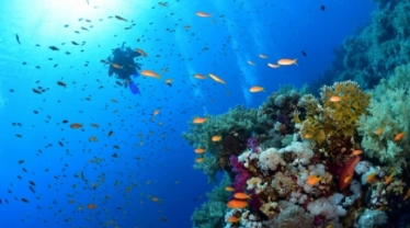 SHARM EL SHEIKH & (İSKENDERİYE) & KAHİRE TURU Pegasus Havayolları ile 4 gece - Fotoğraf 3